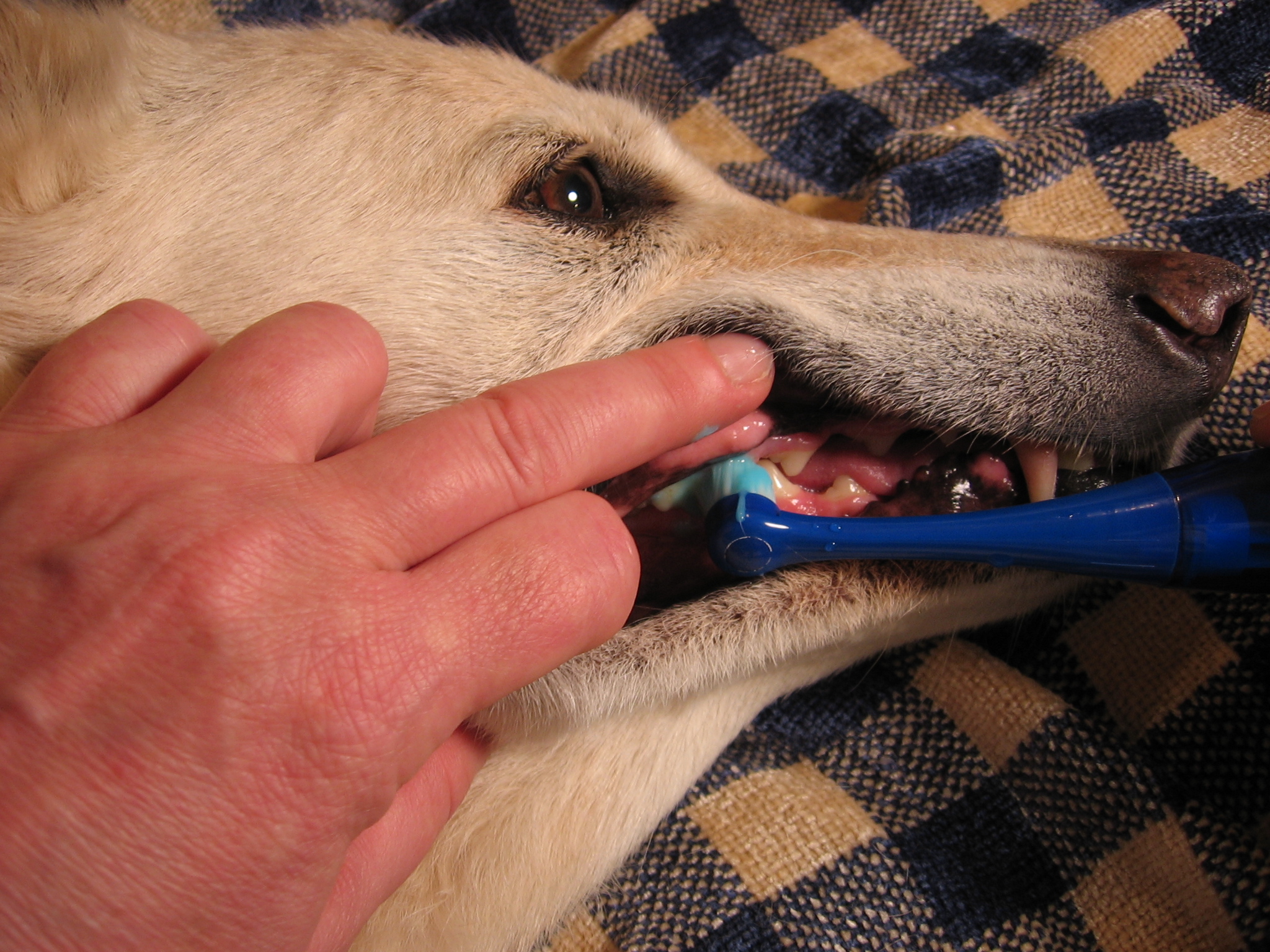 Pet Dental Services