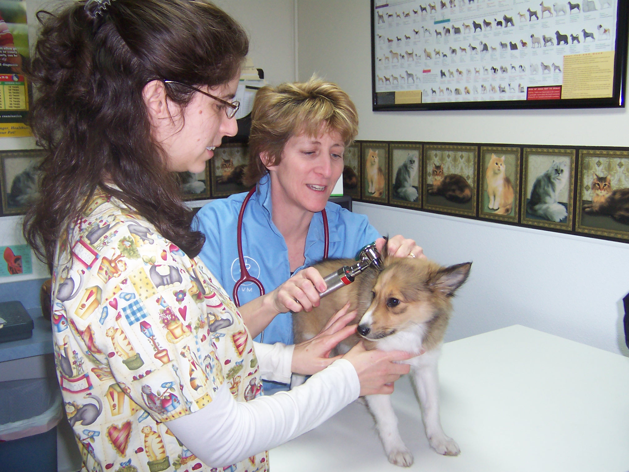 What happens during your pet’s annual exam? | A. Little Veterinary Clinic