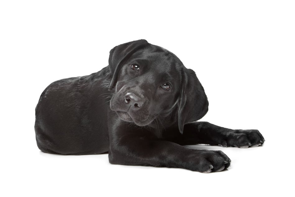 Black Labrador Puppy