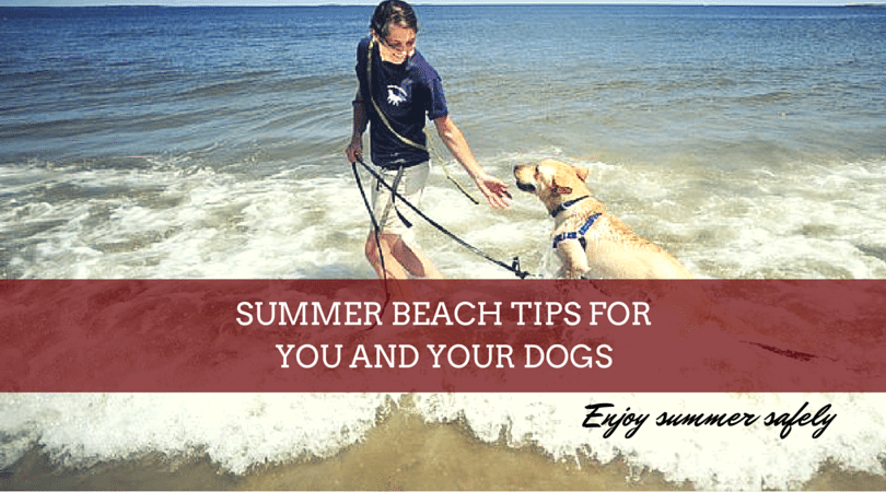 Summer beach tips for you and your dog