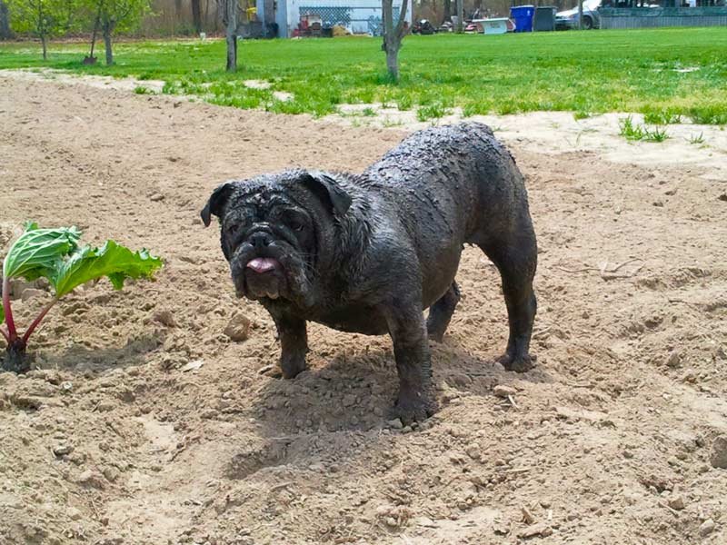 Cleo Loves Mud